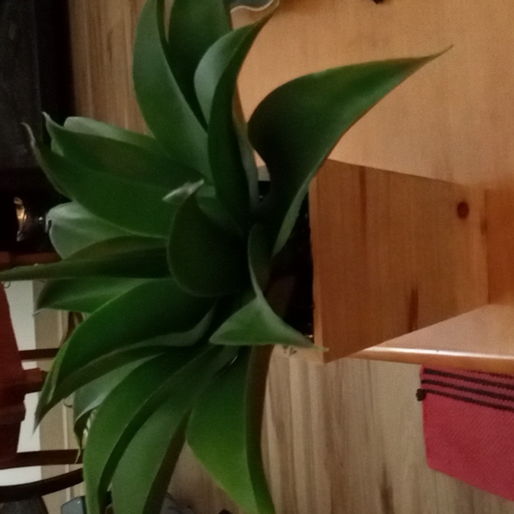 Artificial 13 inch Agave Succulent Plant